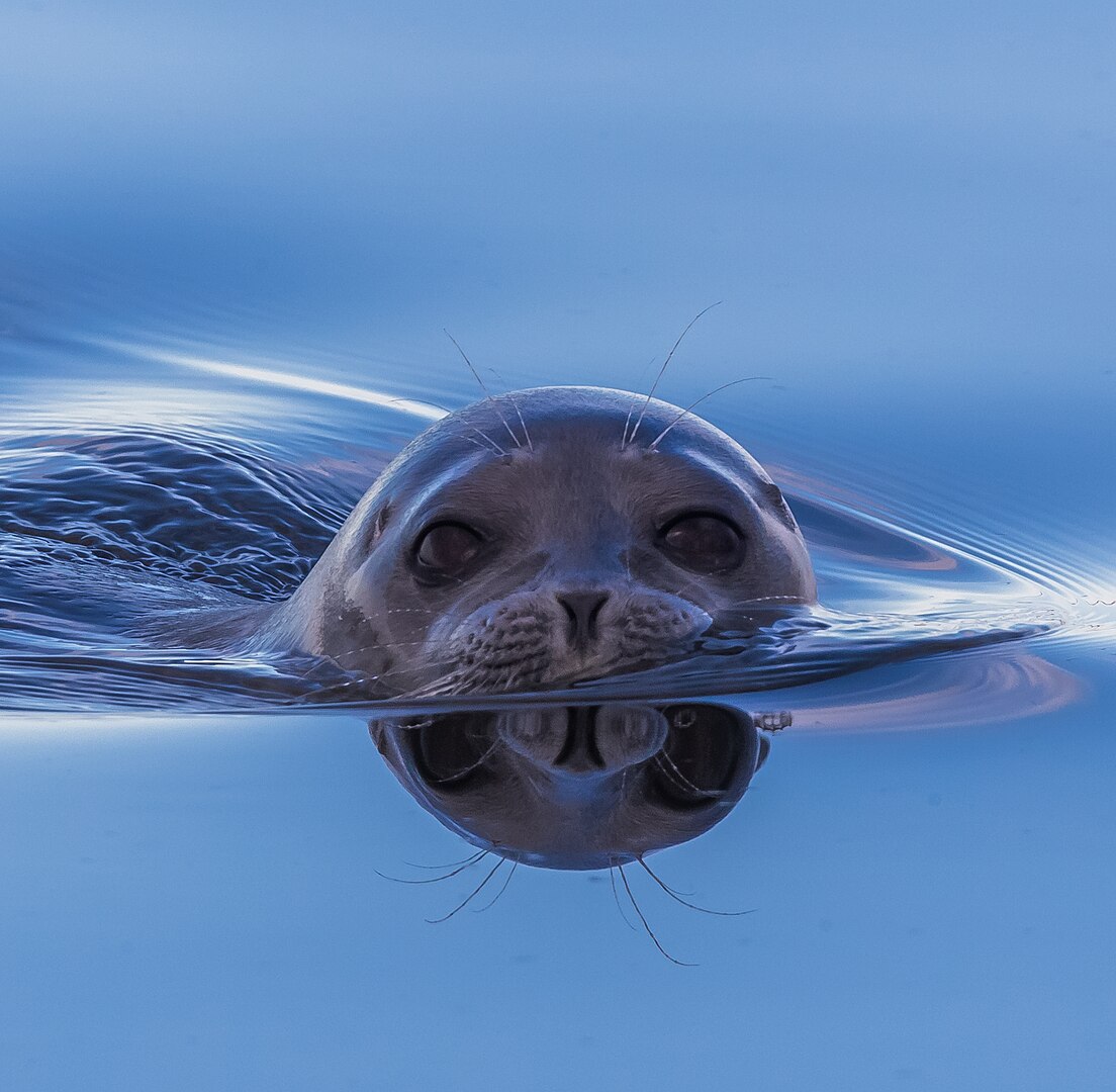 Dieselbe Art im Wasser — so gesehen sind die Ringe nicht erkennbar und eine Verwechslung mit dem Seehund ist wahrscheinlich